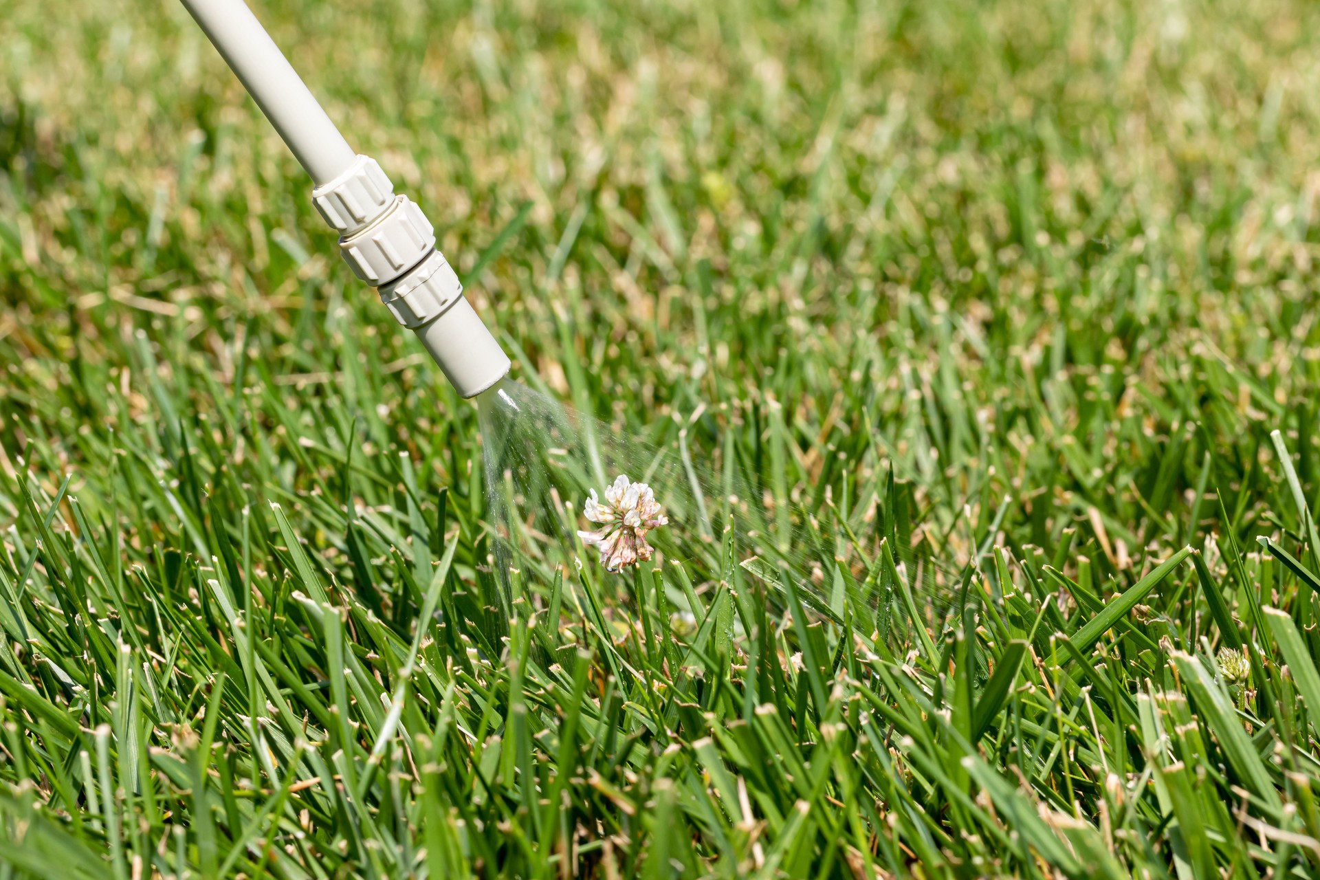 Spraying weed killer on white clover weeds in lawn. Weed control, lawncare, and herbicide concept.