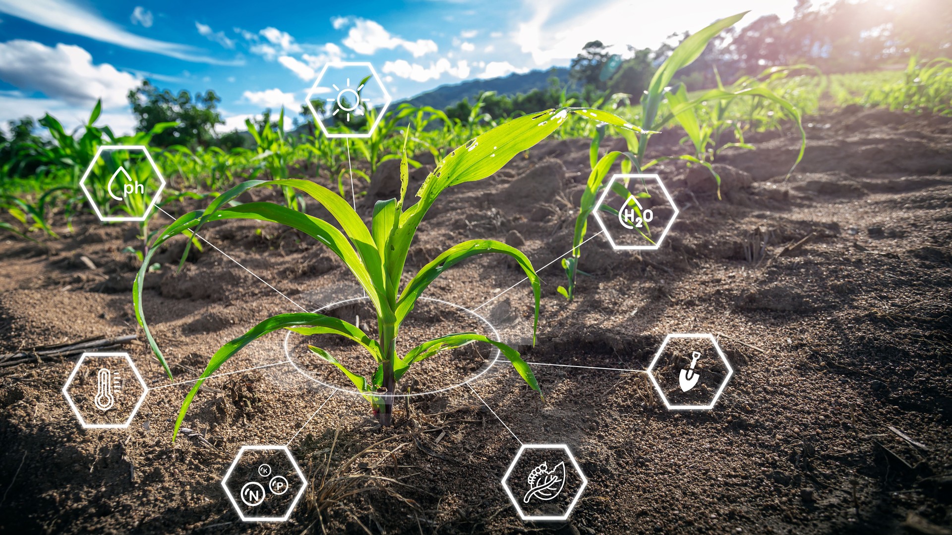 Maize seedling in cultivated agricultural field with graphic concepts modern agricultural technology, digital farm, smart farming innovation, improvements and development.