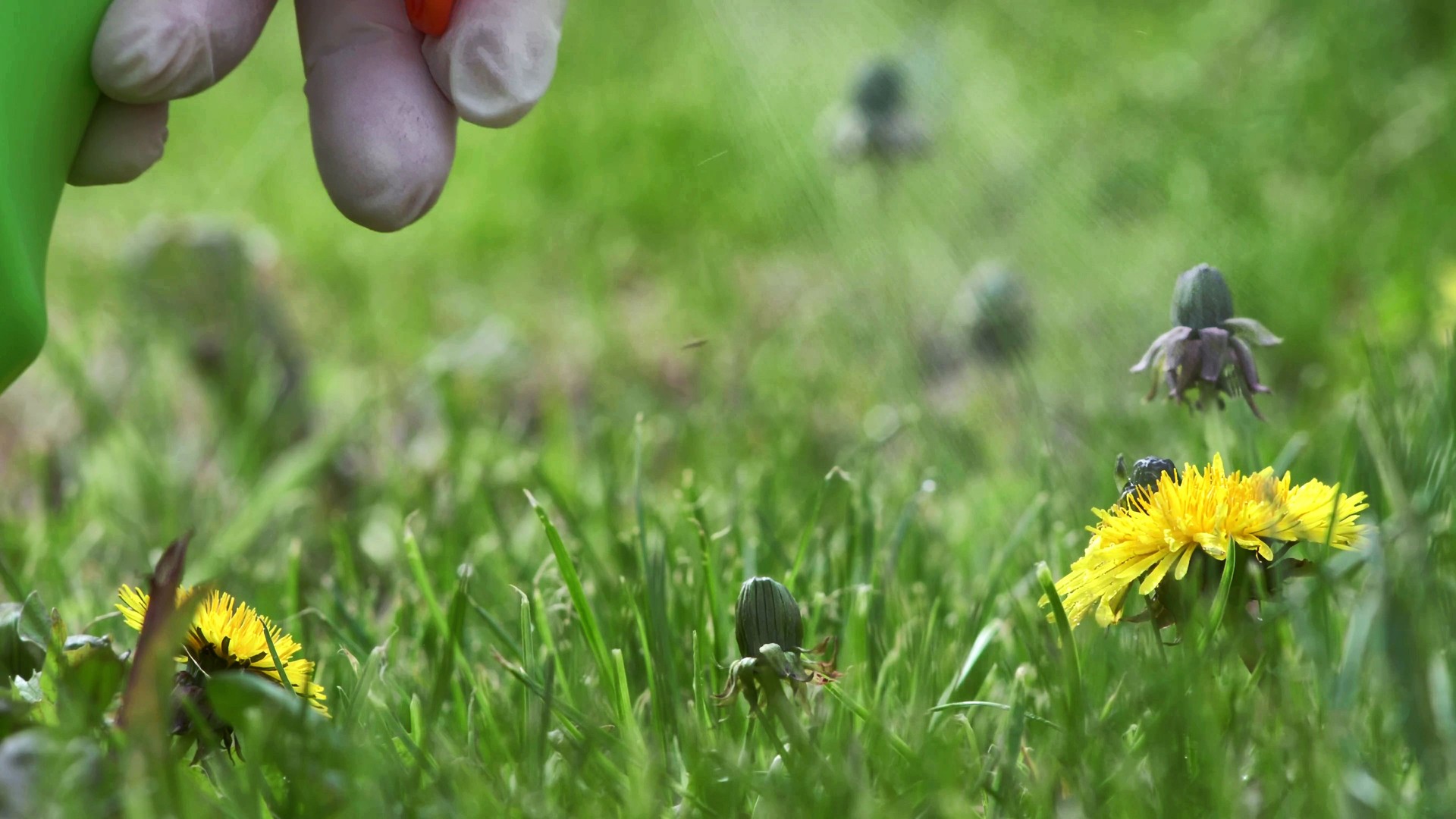 Gardener spraying weed killer on to dandelion weed growing in garden