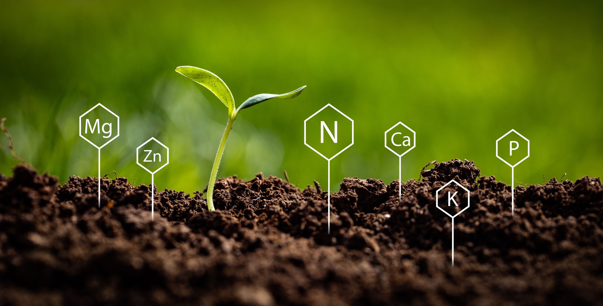 Symbols of chemical elements measured by soil testing stuck into ground next to growing new plant